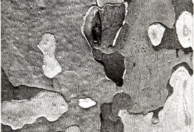 01_VERONESI-Struttura-5-1938