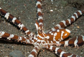10.-nome-comune_-Polpo-nome-scientifico-Wunderpus-photogenicus-foto-Massimo-Boyer