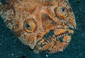 2.-nome-comune-Pesce-prete-nome-scientifico-Uranoscopus-sulphureus-foto-Massimo-Boyer