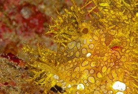 3.nome-comune-Scorfano-dagli-occhi-aperti-nome-scientifico-Rhinopias-frondosa-foto-Massimo-Boyer