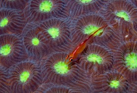 4.nome-comune-Ghiozzetto-commensale-nome-scientifico-Pleurosicya-micheli-foto-Massimo-Boyer