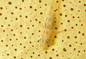 5.nome-comune-Ghiozzo-dei-coralli-neri-nome-scientifico-Bryaninopos-tigris-foto-Massimo-Boyer
