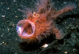 6.-nome-comune-Pesce-rana-peloso-nome-scientifico-Antennarius-striatusfoto-Massimo-Boyer