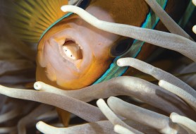 8.nome-comune-Pesce-pagliaccio-nome-scientifico-Amphiprion-foto-Massimo-Boyer