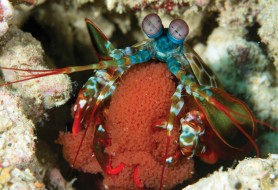 9.nome-comune-Canocchia-Pavone-nome-scientifico-Odontodactylus-scyllarusfoto-Massimo-Boyer