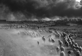 paolo-pellegrin_mosul