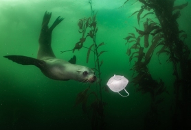California sea lion (Zalophus californianus) playing wiht KN95 mask in Monterey, CA.