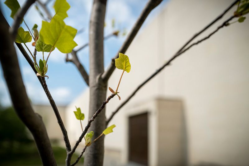 Fondazione Sandretto Re Rebaudengo: il “Bosco delle artiste”