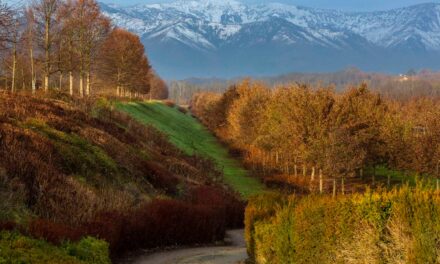 ALBERI E UOMINI. DALL’ALBERO BIOLOGICO ALL’ALBERO CULTURALE