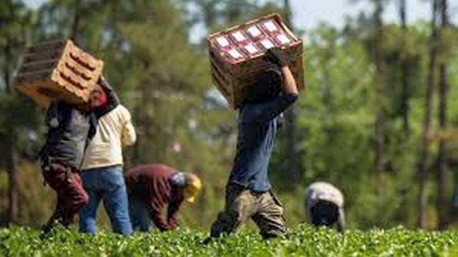 Il Piemonte modello positivo nella lotta al caporalato