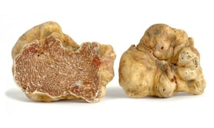 PIANO TRIENNALE DELLA REGIONE PER IL TARTUFO