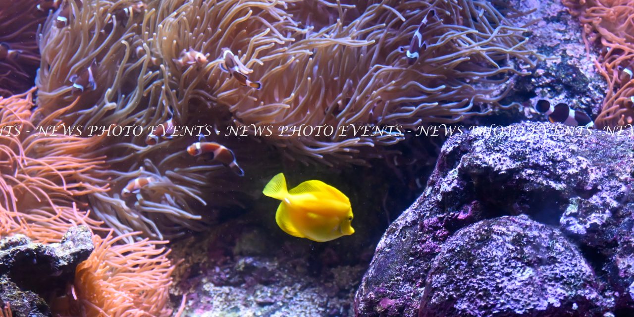 “L’Acquario di Genova : la natura a portata di mano”