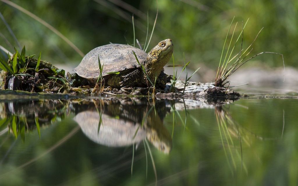 Giornata Mondiale delle Zone Umide (World Wetlands Day)