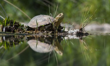 Giornata Mondiale delle Zone Umide (World Wetlands Day)
