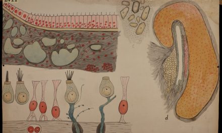 Per la prima volta in mostra le straordinarie tavole didattiche del padre dell’istologia italiana, visitabili dal 27 maggio fino all’8 luglio