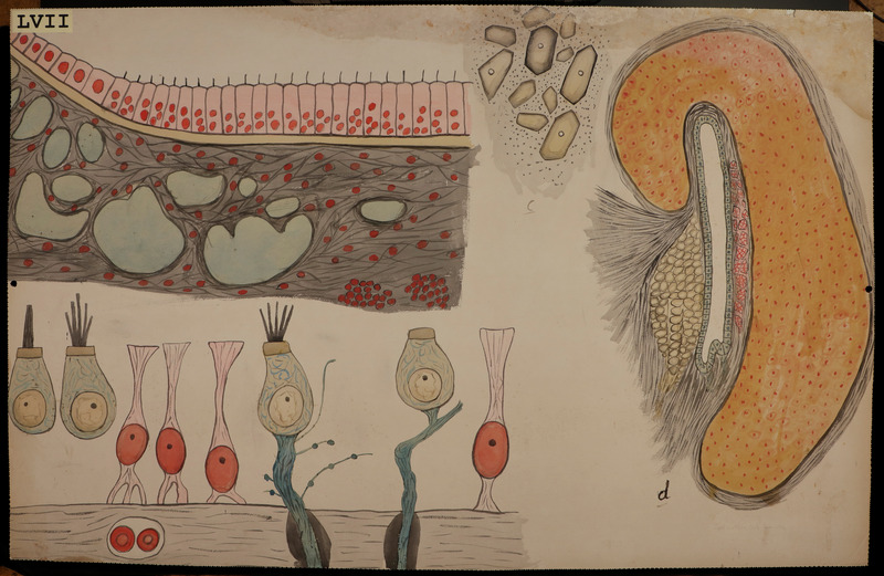 Per la prima volta in mostra le straordinarie tavole didattiche del padre dell’istologia italiana, visitabili dal 27 maggio fino all’8 luglio